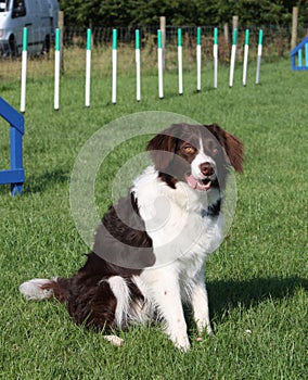 A cute red and white spaniel collie cross pet working dog