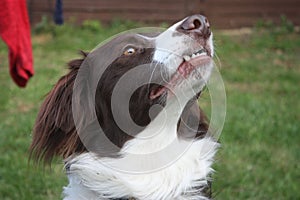 A cute red and white spaniel collie cross pet working dog