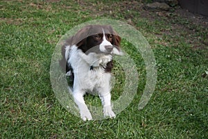 A cute red and white spaniel collie cross pet working dog