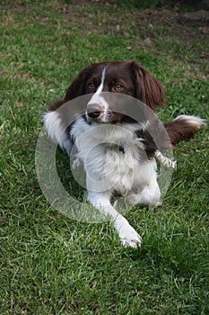 A cute red and white spaniel collie cross pet working dog