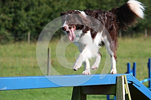 A cute red and white spaniel collie cross pet working dog doing ag