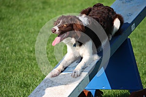 Cute red and white spaniel collie cross pet working dog doing ag