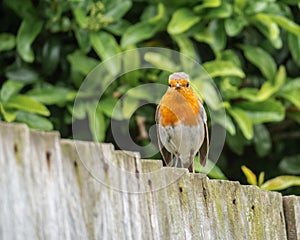 Cute redbreast bird on a fence