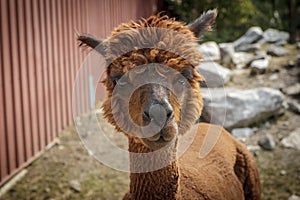 Cute reddish brown alpaca.