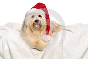 Cute reddish Christmas Havanese dog on a white blanket