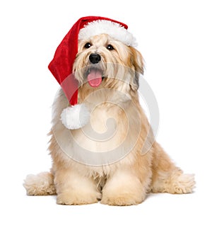 Cute reddish Christmas Havanese puppy dog with a Santa hat