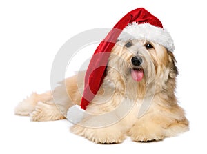 Cute reddish Christmas Havanese puppy dog with a Santa hat photo