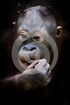 Cute redhead teenage orangutan with hand raised to mouth