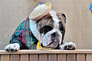 Cute redneck english bulldog in the stall