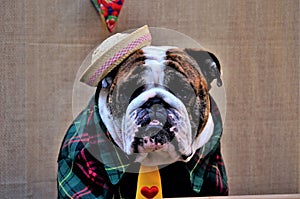 Cute redneck english bulldog with yellow tie, straw hat and green striped shirt in the tent