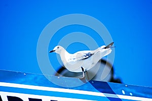 Cute release dove on the blue background