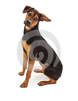 Cute Rescue Dog Mixed Breed