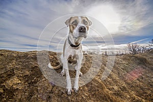 Cute rescue dog Mondo on a texas ranch.