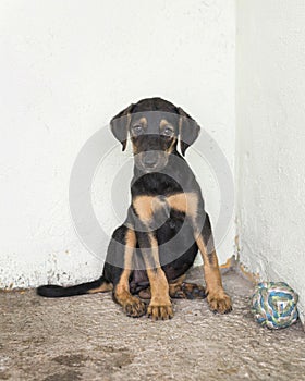 cute rescue dog shelter waiting fostered. High quality photo