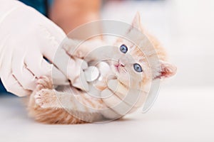 Cute rescue kitten examined with stethoscope