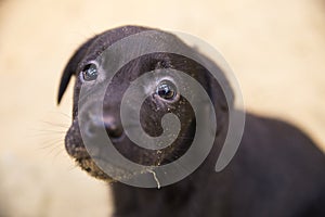 Cute Rescue Puppy Dog Eyes