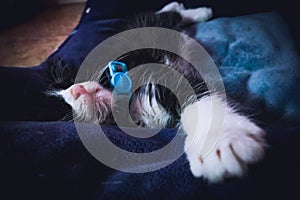 Cute rescued tuxedo kitten sleeping with blue collar around neck