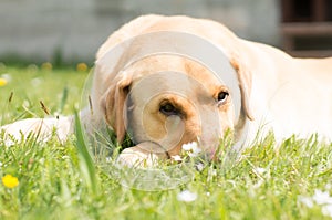 Cute retriever dog on lawn