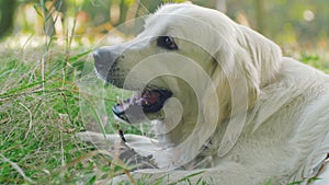 Cute retriever labrador dog gnawing wooden stick in park