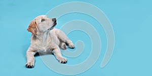 Cute Retriever puppy lies on a blue background and looks up