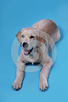 Cute Retriever puppy lies on a blue background and looks up