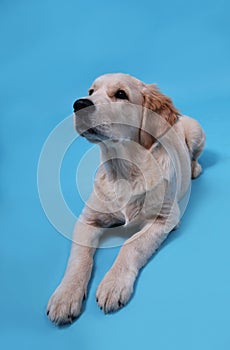 Cute Retriever puppy lies on a blue background and looks up