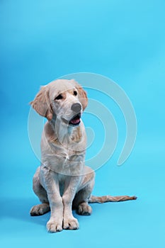 Cute Retriever puppy is sitting on a blue background and looks away