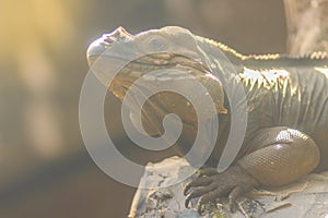 Cute rhinoceros iguana (Cyclura cornuta) is a threatened species of lizard in the family Iguanidae that is primarily found on the