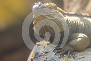 Cute rhinoceros iguana Cyclura cornuta is a threatened species of lizard in the family Iguanidae that is primarily found on the photo