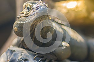 Cute rhinoceros iguana Cyclura cornuta is a threatened species of lizard in the family Iguanidae that is primarily found on the