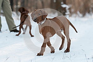 Cute Rhodesian Ridgeback dog on winter background