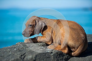 Cute rhodesian ridgeback puppy at the sea