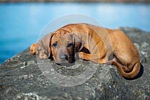 Cute rhodesian ridgeback puppy at the sea