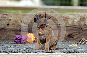 Rhodesian Ridgeback puppies playing outside in the yard