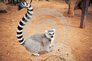 Cute ring-tailed lemur