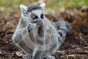 Cute ring-tailed lemur eating its food with a blurred background