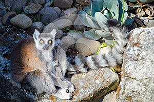 Cute Ring-Tailed Lemur Lemur catta is a large strepsirrhine primate sitting on the rock.