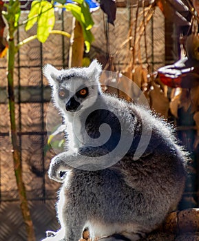 Cute Ring-tailed lemur looking straight to a camera in a zoo