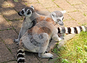 Cute ring-tailed lemurs