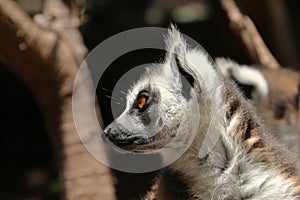 Cute ring-tailed lemurs