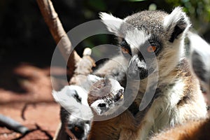 Cute ring-tailed lemurs