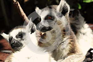 Cute ring-tailed lemurs