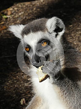 Cute Ringtailed Lemur Eating