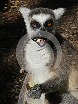 Cute Ringtailed Lemur Eating