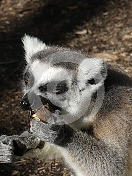 Cute Ringtailed Lemur Eating