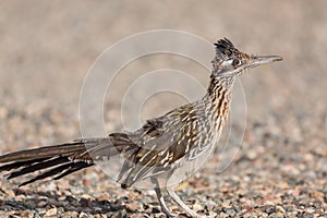 Cute Roadrunner