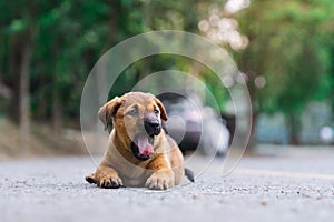 A cute roadside Brown puppy yawning