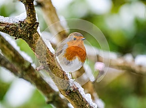 Cute Robin bird sitting on snow covered branch with flowers.