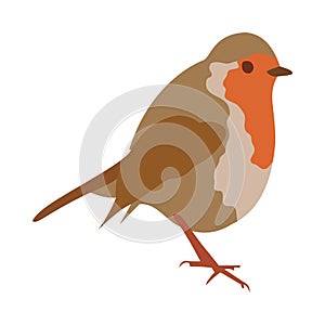 Cute robin bird vector illustration in flat style