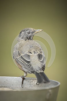 Cute robin perched on bird bath